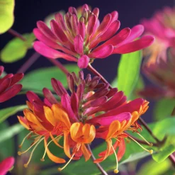 Blomsterkaprifol 'Goldflame'