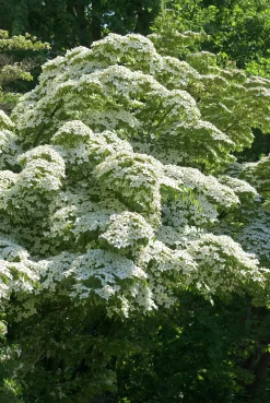 Blomsterkornell Koreansk Krukodlad