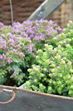 Blomsteroregano Deco 'Pink Purple' i 12cm kruka