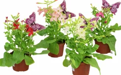 Blomstertobak lat. Nicotiana x sanderae