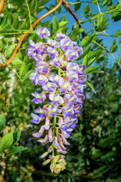 Blåregn Japanskt 'Blue Moon'