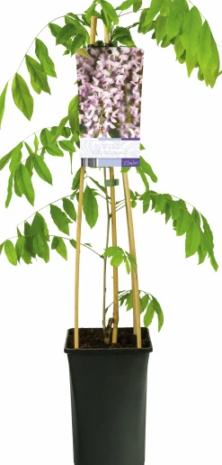 Blåregn Japanskt 'Rosea'