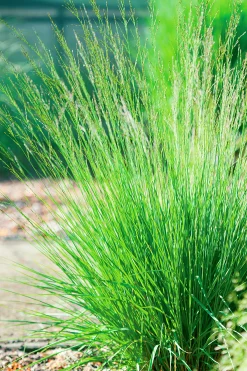 Blåtåtel 'Edith Dudszus' 2L