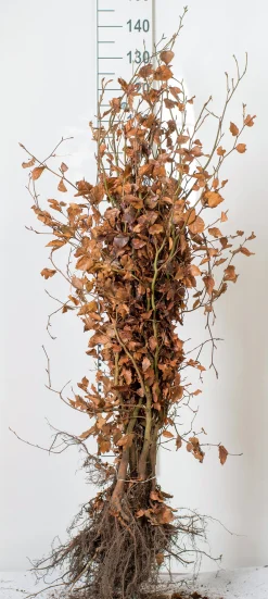 Bokhäck Goliath Barrotad
