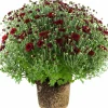Bollkryss lat. Chrysanthemum x morifolium Mix