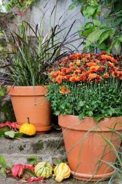 Bollkryss lat. Chrysanthemum x morifolium Mix