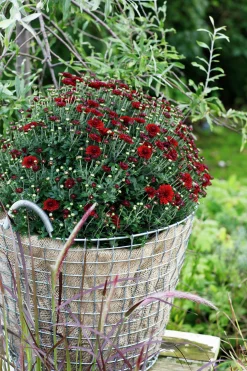 Bollkryss lat. Chrysanthemum x morifolium Mix