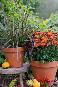 Bollkryss lat. Chrysanthemum x morifolium Mix