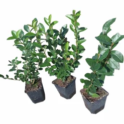 Bredbladig liguster Krukodlad