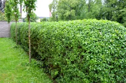 Bredbladig liguster Krukodlad