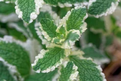 Brokbladig äppelmynta 'Variegata'