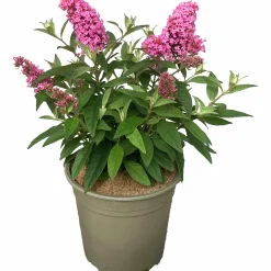 Buddleja Butterfly Candies Mix
