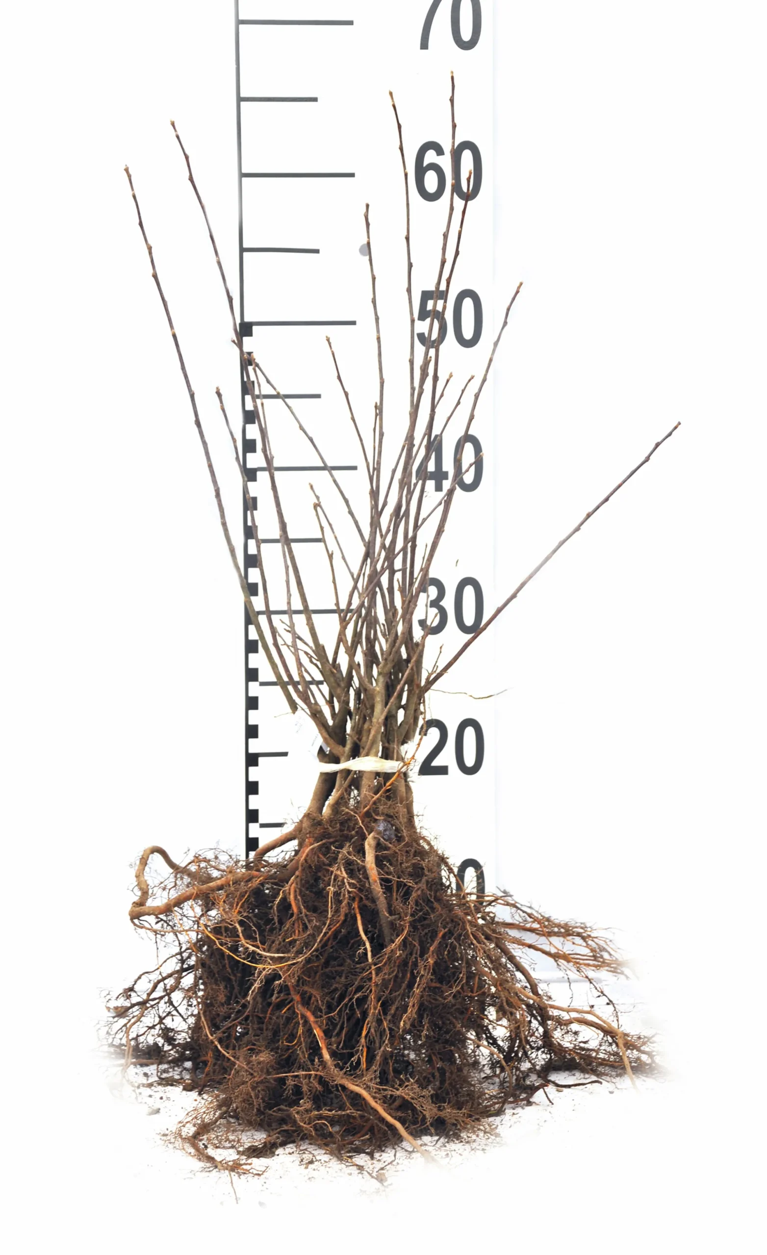 Bukettapel 'Sargentii' Barrotad