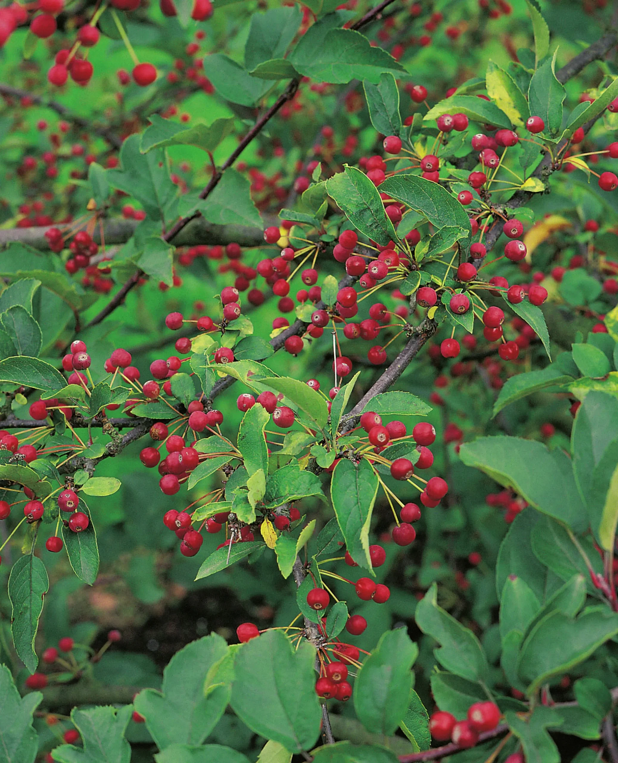 Bukettapel 'Sargentii' Barrotad