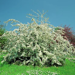 Bukettapel 'Sargentii' Krukodlad