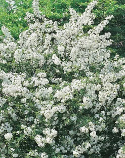 Bukettapel 'Sargentii' Krukodlad