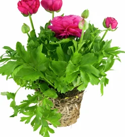 Bukettranunkel lat. Ranunculus asiaticus