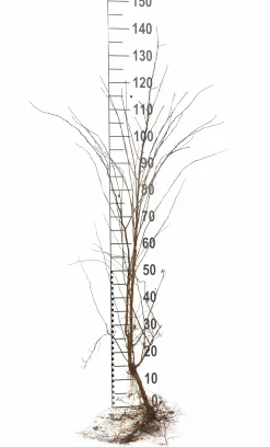 Bukettspirea Barrotad