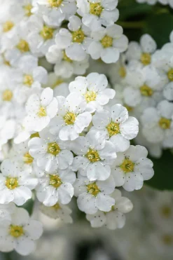 Bukettspirea Barrotad