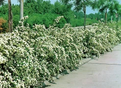 Bukettspirea Barrotad