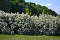 Bukettspirea Barrotad