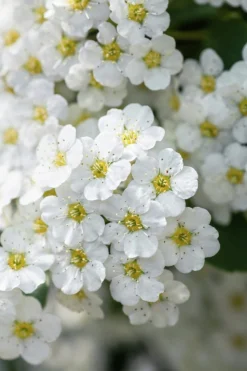 Bukettspirea Barrotad