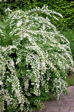 Bukettspirea Barrotad