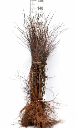 Bukettspirea Barrotad