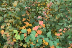 Bukettspirea D:9-11cm Krukodlad