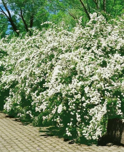 Bukettspirea D:9-11cm Krukodlad