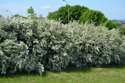 Bukettspirea Goliath Barrotad