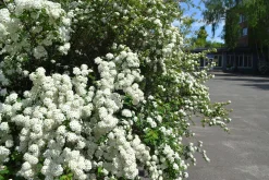Bukettspirea Goliath Barrotad
