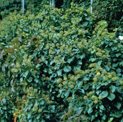 Buskmurgröna 'Arborescens' Krukodlad