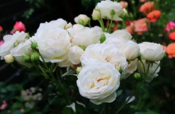 Buskros 'Artemis' Barrotad