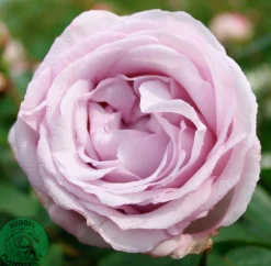 Buskros 'Bering Renaissance' Barrotad
