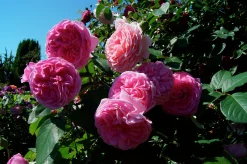 Buskros 'Gertrude Jekyll' 'Ausbord' Barrotad