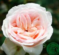 Buskros 'Julia Renaissance' 'Poulheart' Barrotad