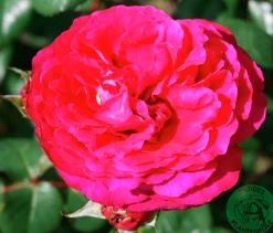 Buskros 'Katherine Renaissance' Barrotad