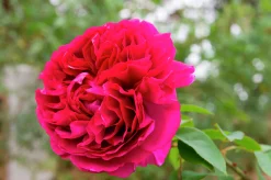 Buskros 'Katherine Renaissance' Barrotad