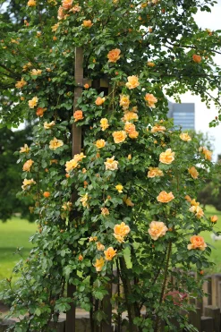 Buskros 'Maigold' Barrotad