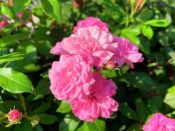 Buskros 'Pink Grootendorst' Barrotad