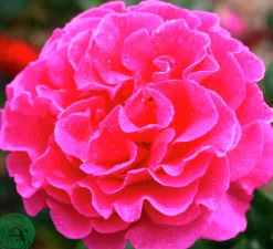 Buskros 'Prinsessa Alexandra Renaissance' 'Pouldra'' Barrotad