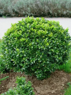 Buxbom 15-20cm
