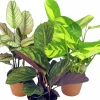 Calathea lat. Calathea spp. Mix 65cm