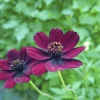 Chokladblomma 13cm kruka