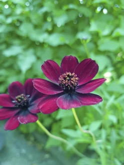 Chokladblomma 13cm kruka