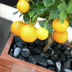 Citrusjord Medelhavsjord Hasselfors 15L