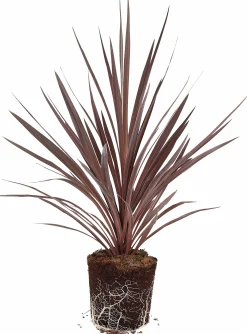 Cordyline lat. Cordyline australis 'Red Star' 90-100cm