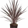 Cordyline 'Red Star' 13cm