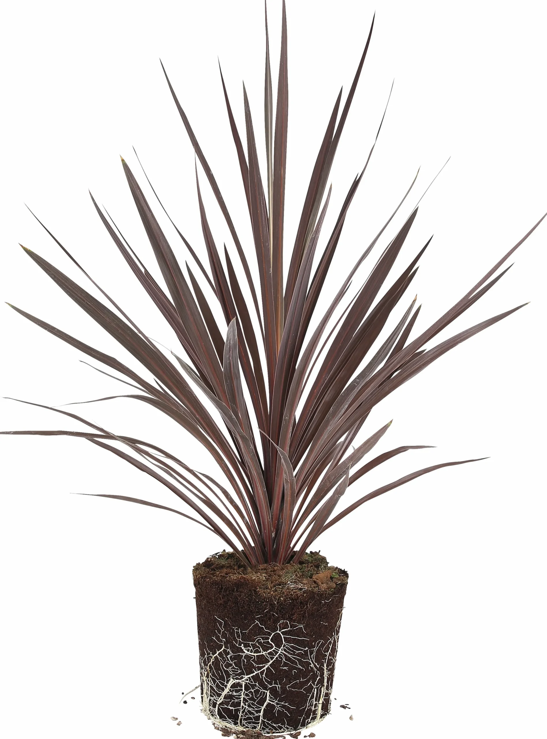 Cordyline 'Red Star' 13cm